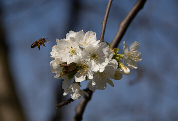 A bee flying to the white spring flowers