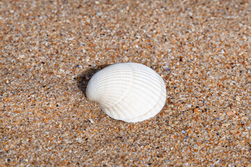 A white shell on a sandy beach under the sun