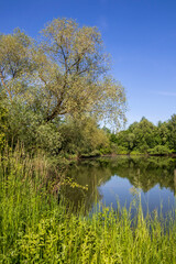 Fototapeta na wymiar Willow over a pond against a blue sky