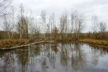 Landscape in the National Park Maasduinen in the Netherlands