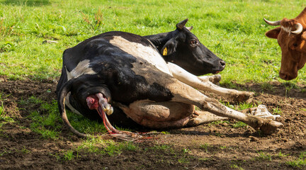 Black and white cow gives birth to a calf in a pasture - obrazy, fototapety, plakaty