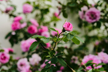 The hardy Hurdalsrosa Rose in a garden up to the Totenåsen Hills, Norway.