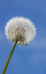 dandelion in drops of water in sunny weather