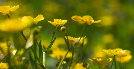 Fototapeta premium wild yellow flowers close up in the grass. sunny day