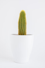 Cactus in a white pot on a white background.