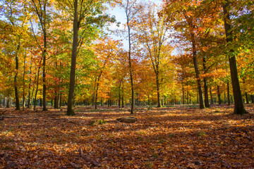 autumn in national park De hoge Veluwe in the Netherlands