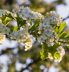 white hawthorn flowers close up in the grass. sunny day