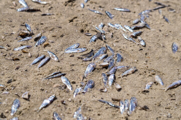 Environmental disaster. Dead fish on the sea coast