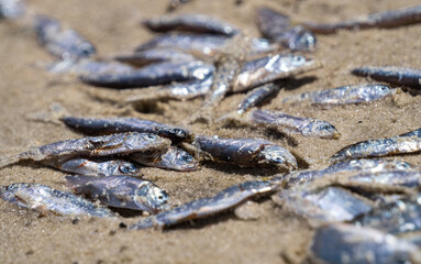 Environmental disaster. Dead fish on the sea coast