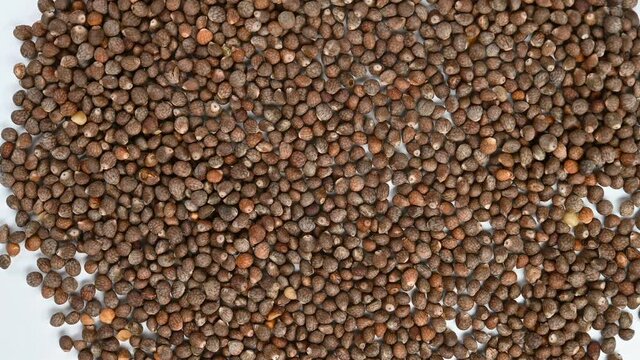 top view herb ZiSuZi or Perillae Fructus or Cultivated Puple Perilla Fruit rotating