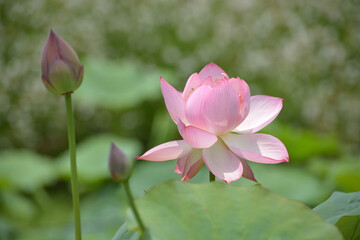Fototapeta premium ハスの花