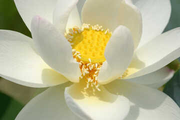 Obraz premium ハスの花