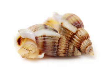 Whelks on white background
