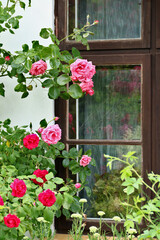 Fototapeta na wymiar Rosen blühen vor altem braunen Holzfenster