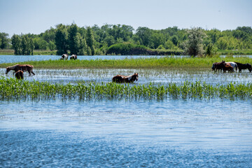 horses on the river