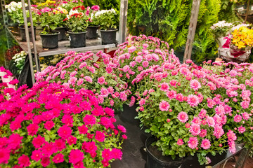 Growing ornamental plants for sale. Gardening and decorating interiors and urban spaces with flowering plants