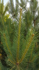 Young pine branch