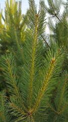 Young pine branch