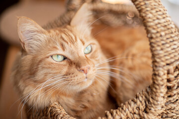 見つめる猫　茶トラ猫