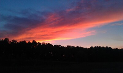 sunset in the forest