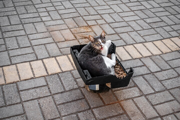 Growling cat lies in a plastic box among the sidewalk. Gray and white spotted adult cat resting on...