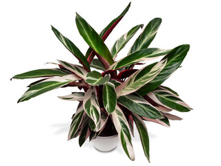 Stromanthe Triostar (Tricolor). The leaves are dark green, with stripes of cream, pink and salad shades.