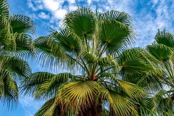 Fototapeta premium Green - blue palm foliage texture with fan leaves isolated on sky background. Bottom view of the tops of palm trees in the park