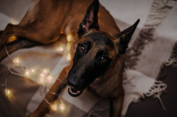 shepherd dog in christmas lights