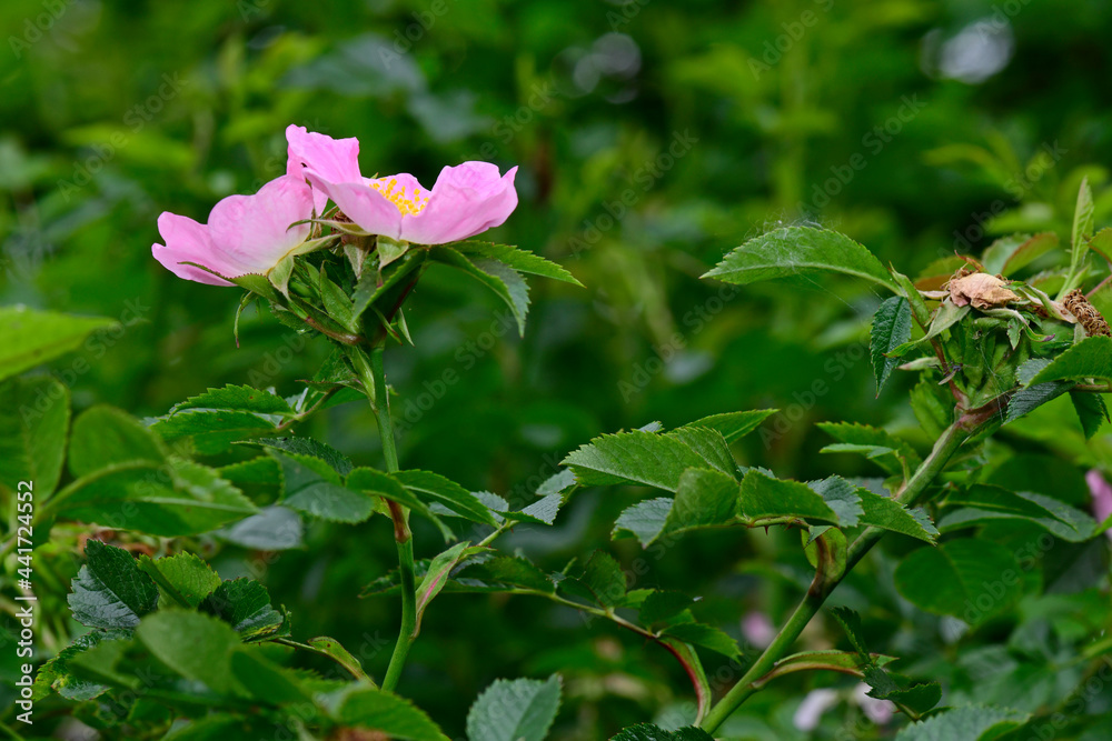 Wall mural Hunds-Rose // Dog rose (Rosa canina)