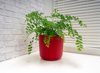 Adiantum capillus-veneris, the Southern maidenhair fern