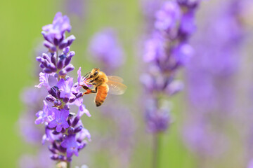 bee on lavender flower