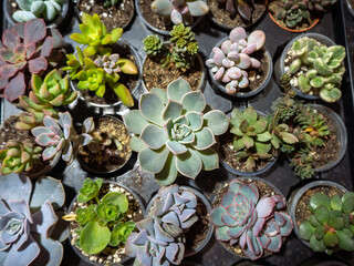 Set of different succulents in pots