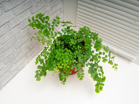 Adiantum capillus-veneris, the Southern maidenhair fern