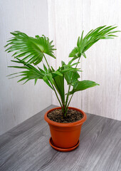 Livistona is a genus of palms, the family Arecaceae