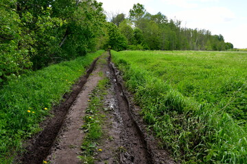 A view of a rural road, path or walkway with two tire tracks clearly visible in the mud leading into the forest or moor that is located next to a vast field, meadow or pastureland in Poland