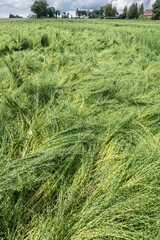 Calamité agricole, intempéries, dégats cultures. Champ de lin en fleur versé suite à orages et grêle