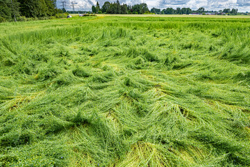 Calamité agricole, intempéries, dégats cultures. Champ de lin en fleur versé suite à orages et grêle