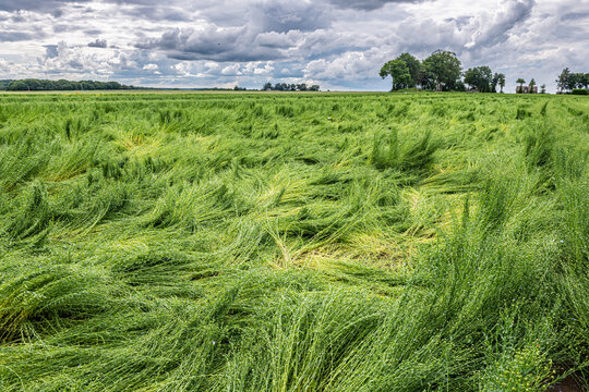 Calamit&eacute; agricole, intemp&eacute;ries, d&eacute;gats cultures. Champ de lin en fleur vers&eacute; suite &agrave; orages et gr&ecirc;le