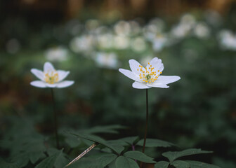 White spring flowers in the forest. Forest anemone