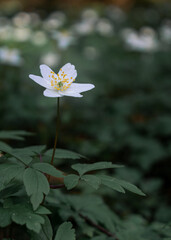 Lonely white flower in the forest. Forest anemone