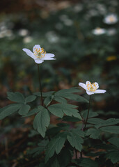 White spring flowers in the forest. Forest anemone