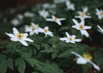 Many white flowers in the forest. Forest anemone
