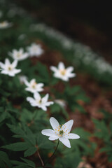 Many white flowers in the forest. Forest anemone