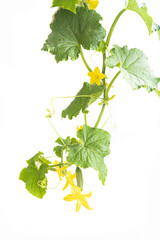 Cucumber plant. Cucumber with leafs and flowers isolated on white background.
