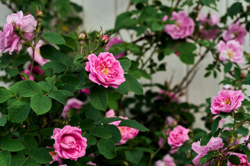 Fototapeta na wymiar The hardy Hurdalsrosa Rose in a garden up to the Totenåsen Hills, Norway.
