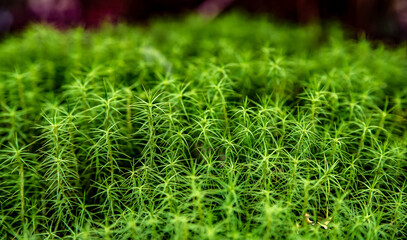 green moss texture