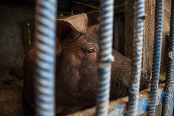 unfortunate piglet suffers trapped in a cage behind bars at a meat farm. Pigs in a cage with their...
