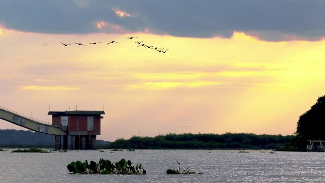 Waterfowl flying in V formation at sunset over the Rio Paraguay near Corumba, Brazil