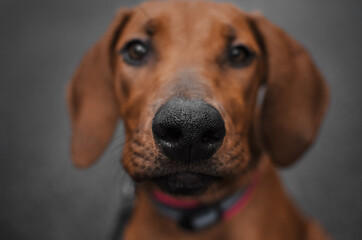 close-up portrait of a rhodesian ridgeback puppy muzzle details