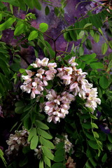 Flowering of pink acacia with green leaves in the glass vase. Bouquet of pink acacia in a glass vase on a dark purple flower background